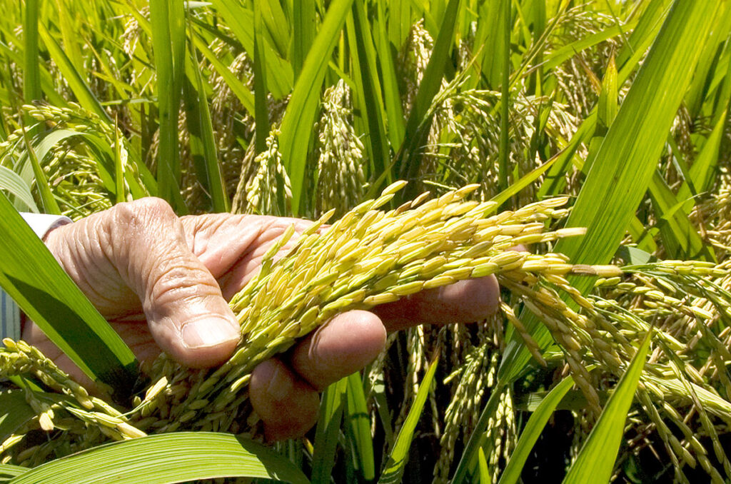 Falta de lluvias afectó cultivos de arroz en La Vega y San Francisco de Macorís