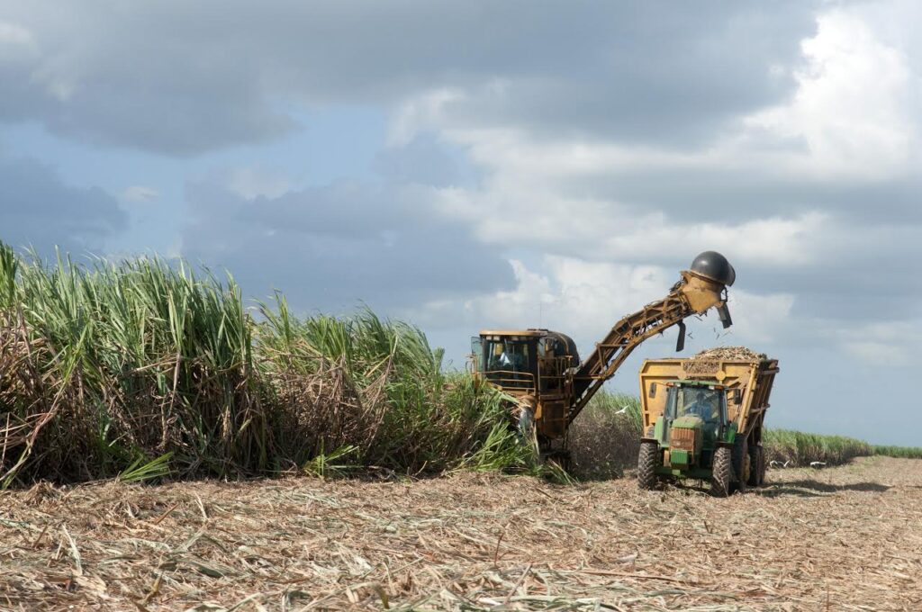 Ingenio Colón informa logra producción y supera pasada zafra