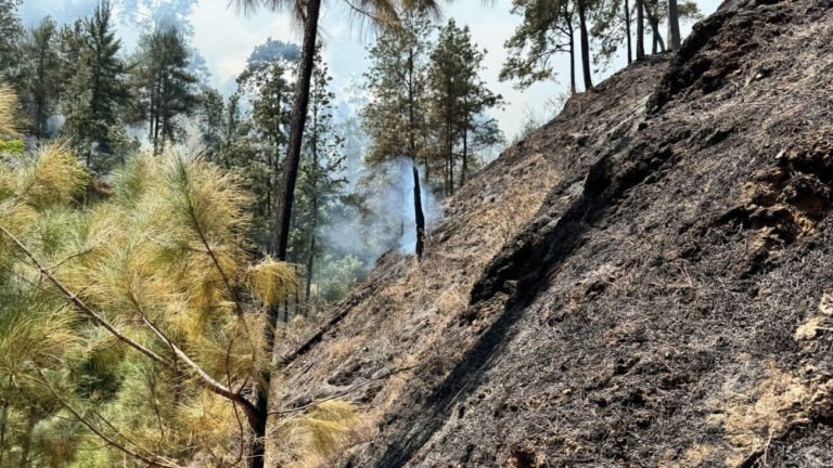 Bomberos forestales controlan in