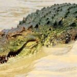 Cocodrilos