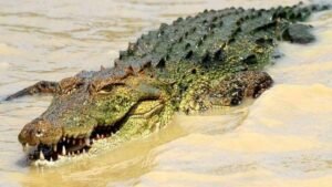 Cocodrilos