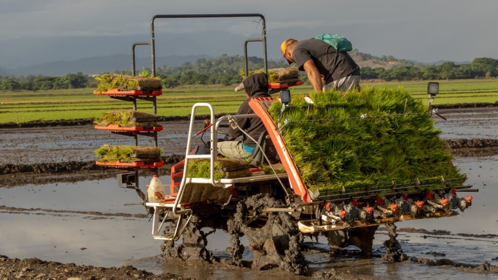 Producción de arroz