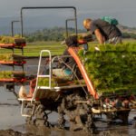 Producción de arroz